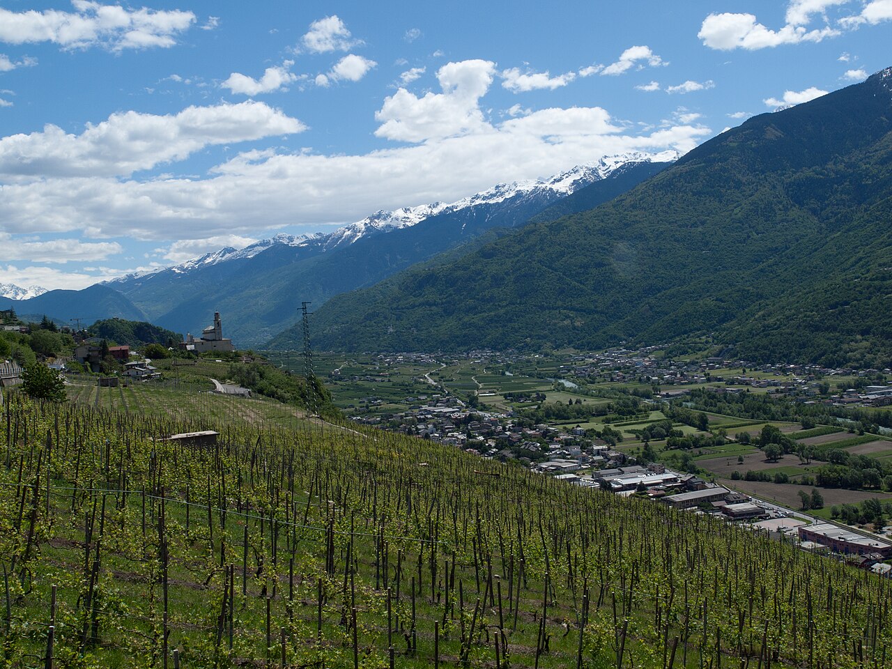 Valtellina vineyard