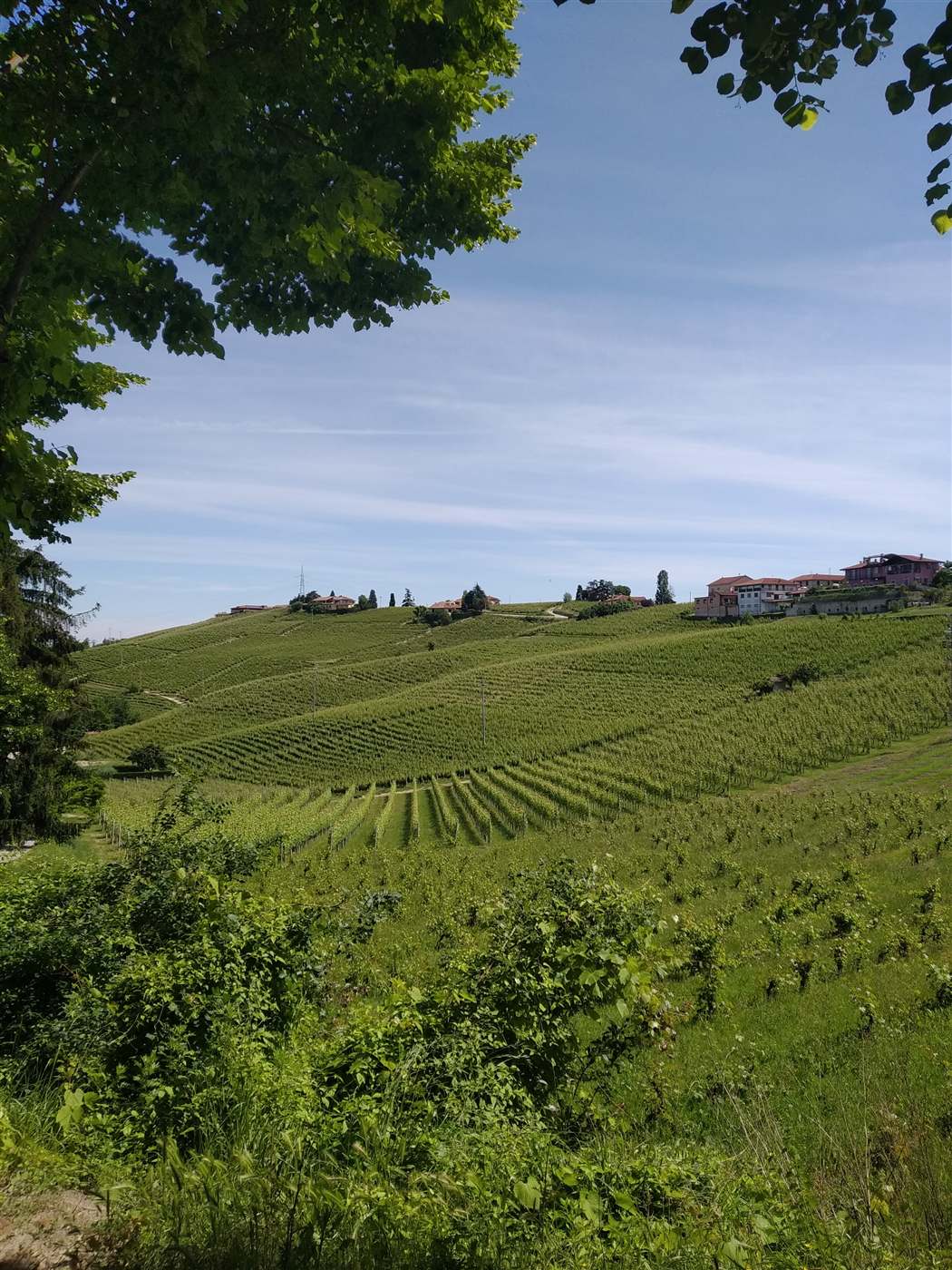 Hills of Barbaresco, Langhe