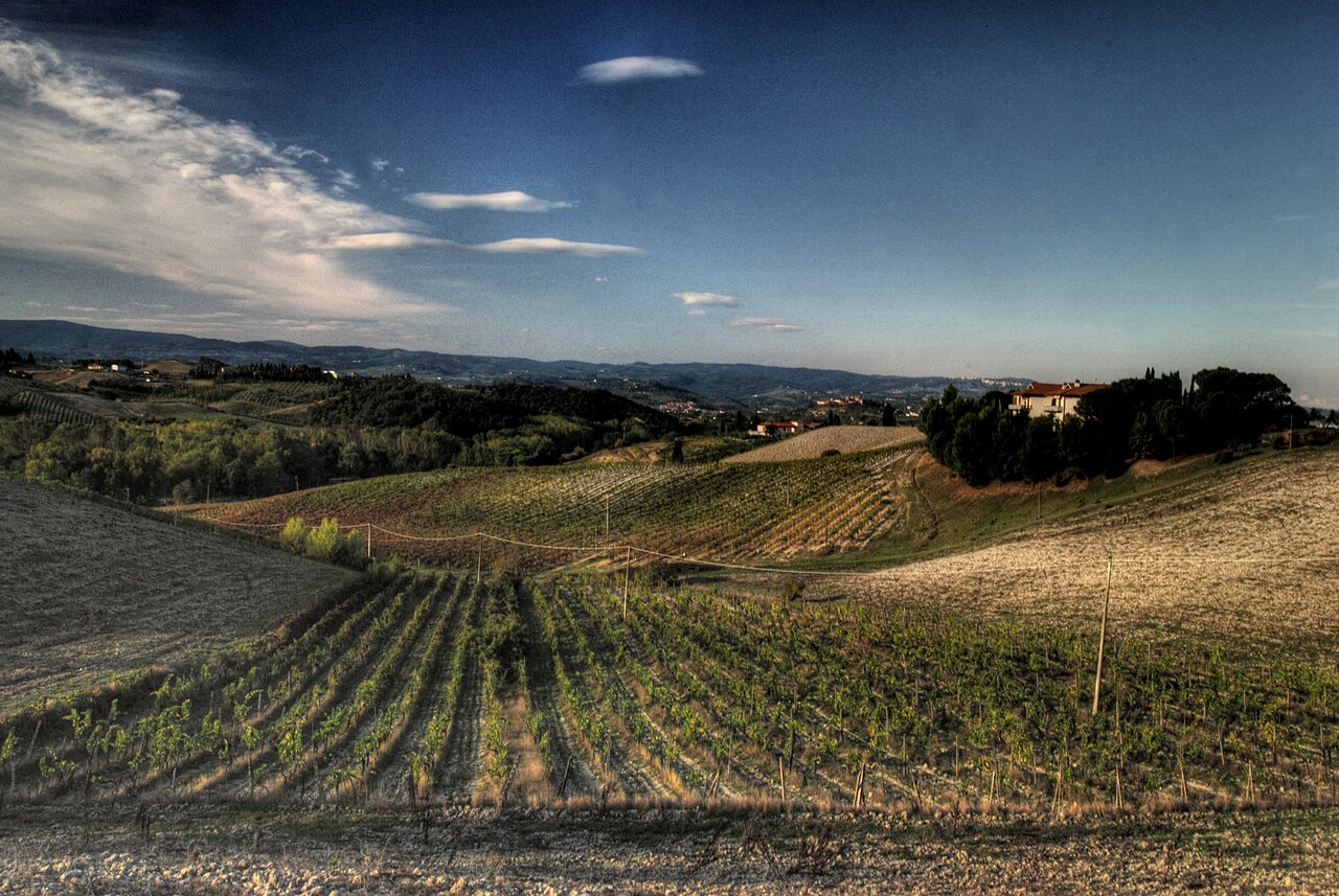 Vineyard in Chianti