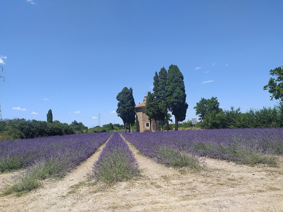 Tenuta Guado al Tasso (Antinori)